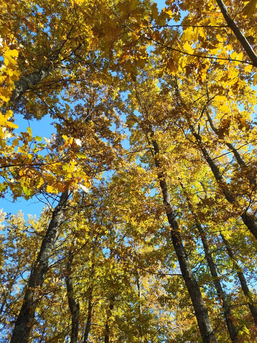 IMG_20211030_131612-rotated
